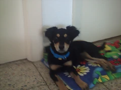 lolo1 lolo1