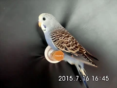 CIMG1324 CIMG1324