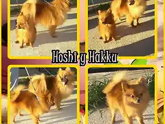 hakku y Hoshi