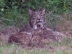 Lynx pardinus 2 (23-7-17 Zoo Madrid) Lynx pardinus 2 (23-7-17 Zoo Madrid)