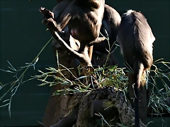 Zoo de Barcelona 23-01-11 891 Zoo de Barcelona 23-01-11 891