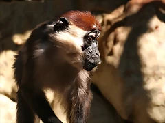 Zoo de Barcelona 23-01-11 875 Zoo de Barcelona 23-01-11 875