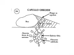 capullo orko