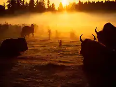 460099 - Buffalo at sunrise, Washington State