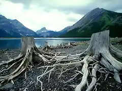 Alberta, Canada - Driftwood