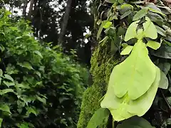 02_bichos_grandes_phyllium_giganteum_hoja_quo_189_ampliacionLupa