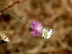 018, pequea mariposa