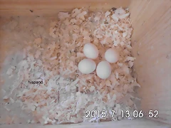 CIMG1294 CIMG1294