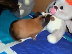 Mordiendo el lazo de un peluche