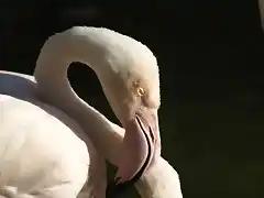 flamenco copia