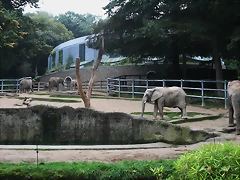 Zoos Wuppertal, Dortmund y Gelsenkirchen 01-10-09 240 Zoos Wuppertal, Dortmund y Gelsenkirchen 01-10-09 240