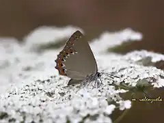23, mariposa en la nieve, marca
