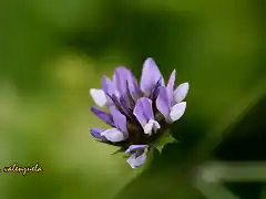 13, lmpara azul marca