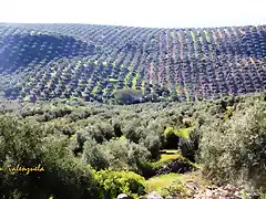 01, en la caada de beda, marca