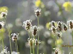 04,lucirnagas diurnas, marca