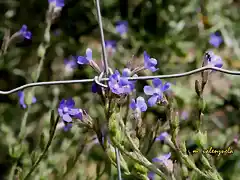 09, azules tras la alambrada, marca