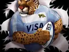 pumas