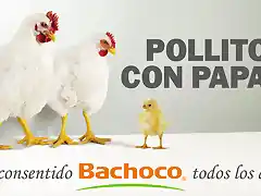 WEB-2400-CON-PAPAS