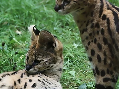 Le Parc des Felins agost 2010 771 Le Parc des Felins agost 2010 771