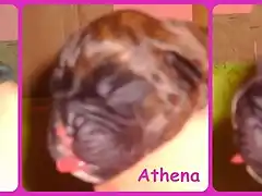 athena