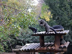 Jardin des plantes 29-10-11 (25) Jardin des plantes 29-10-11 (25)
