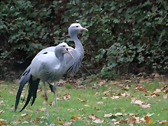Jardin des plantes 29-10-11 (83) Jardin des plantes 29-10-11 (83)
