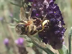 abeja pillada 2