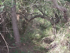 Sueras 023 Sueras 023