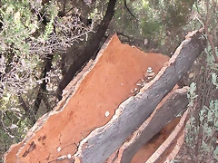 Sueras 004 Sueras 004