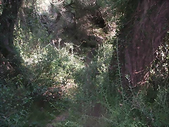 Sueras 010 Sueras 010