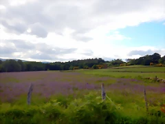 DSCN5251 DSCN5251