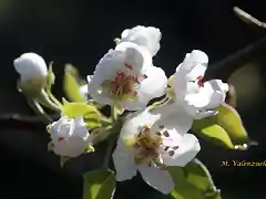 11, flores del peral 4, marca