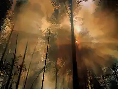 JLM-NatGeo-forest fire_the morning after