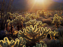 JLM-California-Vallecito Valley-teddy bear cholla cactus