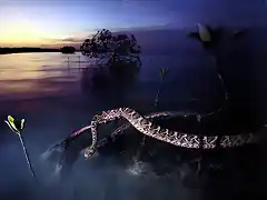 JLM-NatGeo-rattlesnake in Florida mangrove