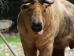 Zoo Lunaret + Sigean 18 i 19-09-10 402 Zoo Lunaret + Sigean 18 i 19-09-10 402