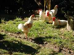 DSCN0065 DSCN0065