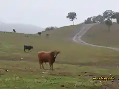 invierno en la parrilla 16, marca