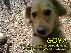 GOYA