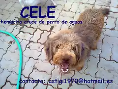 CELE Ecija