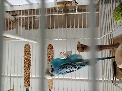foto azul 2