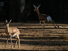 Zoo de Barcelona 08-01-2011 261