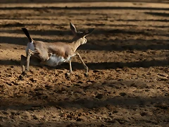 Zoo de Barcelona 08-01-2011 272