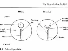 reproductive