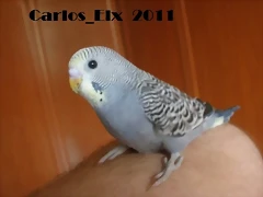 1  pollo