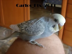 2 pollo  7-9-2011