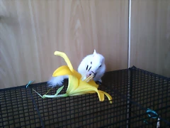 ardi Tigrilla con flor