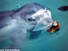 delfin