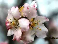 05, flor del almendro, marca