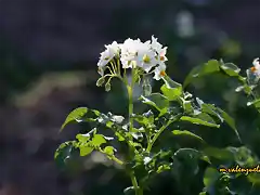 04, flor de la patata, marca2